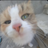 kittyhvh